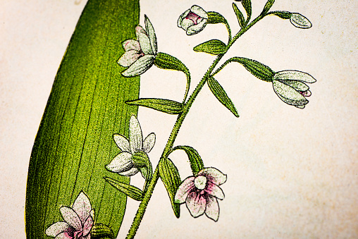 Antique botany illustration: Broad Leaved Helleborine, Epipactis latifolia