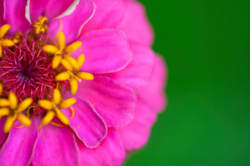 A zinnia flower on green background. Shallow DOF.