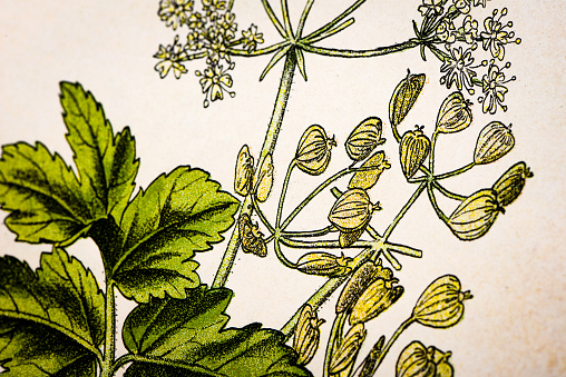 Antique botany illustration: Hogweed, Cow Parsnip, Heracleum sphondylium