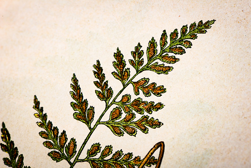 Antique botany illustration: Black Spleenwort, Asplenium adiantum nigrum