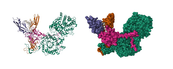 3D cartoon and Gaussian surface models, chain id color scheme, PDB 7t3a, white background