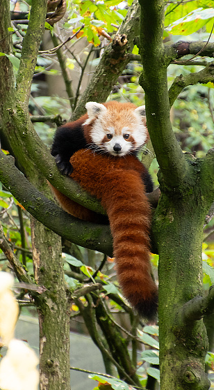Red Panda waking up in tree ￼