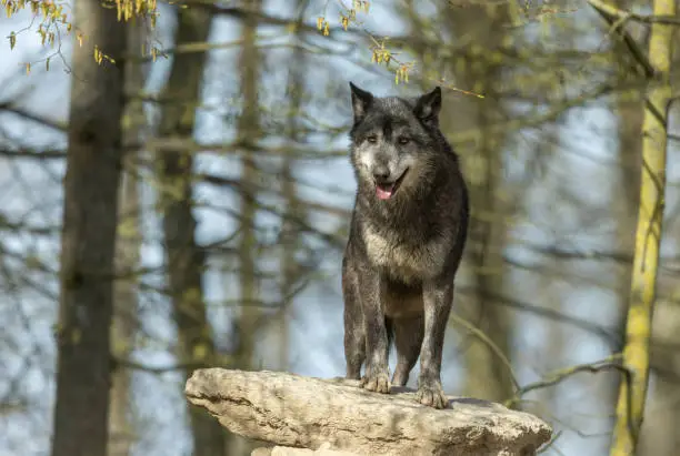 Front view of a black canadian timberwolf, standing on a rock.