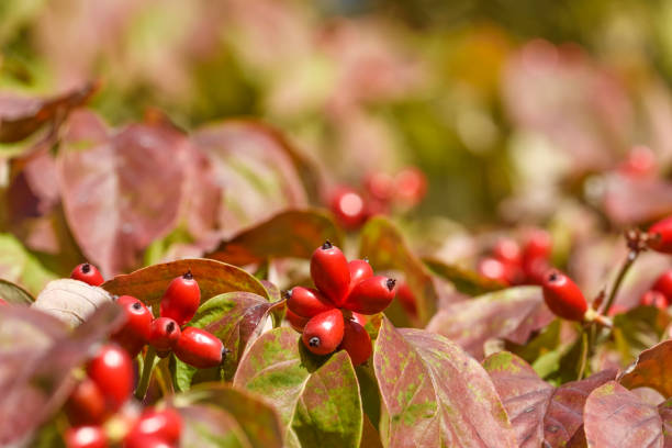 Flowering Dogwood tree fruits in autumn. Flowering dogwood, Dogwood Trees, Benthamidia florida berry.