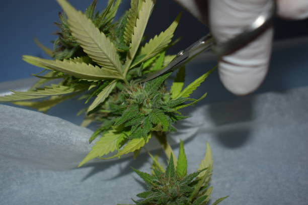 istock Trimming a freshly harvested cannabis CBD plant 1731748016