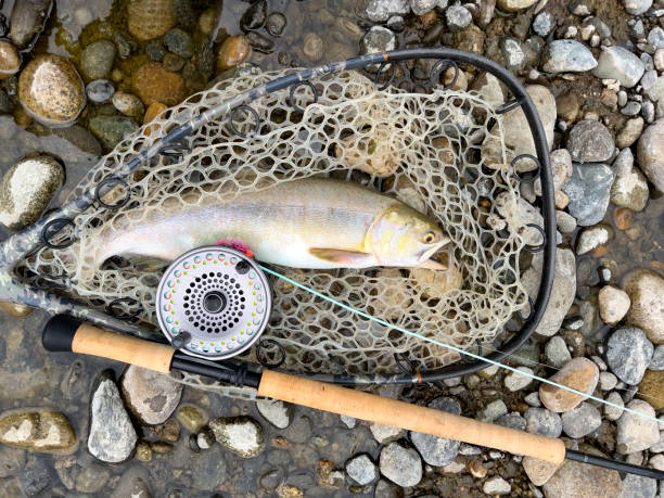 istock Pacific Northwest wild salmon in landing net on river bank 1731749469