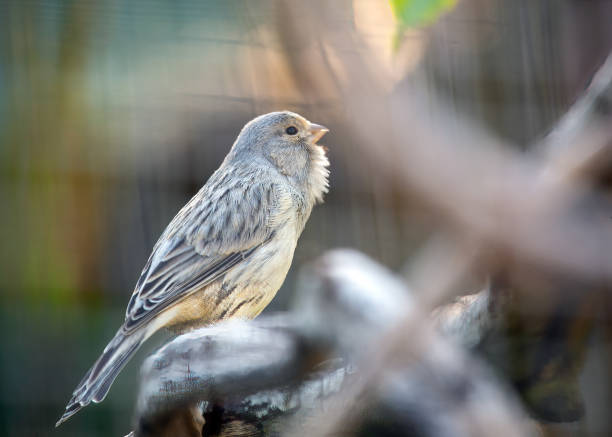 istock Island Canary (Serinus canaria) in its Native Habitat 1731751372