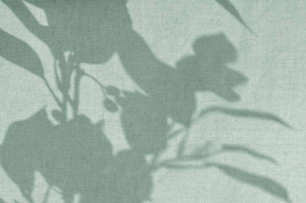 Abstract botanical pattern, sunlight shadow silhouette of leaves on linen sage green fabric. Aesthetic background for sustainable eco business brand