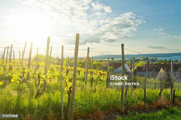 Rebe Hof Mit Kleinen Pflanzen Im Mai Stockfoto und mehr Bilder von Blatt - Pflanzenbestandteile - Blatt - Pflanzenbestandteile, Blendenfleck, Bodensee