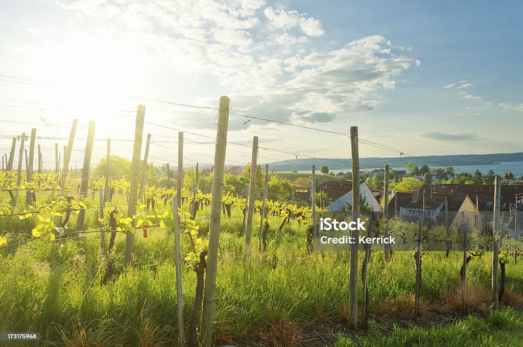 Vine yard avec de jeunes plantes en mai - Photo de Allemagne libre de droits