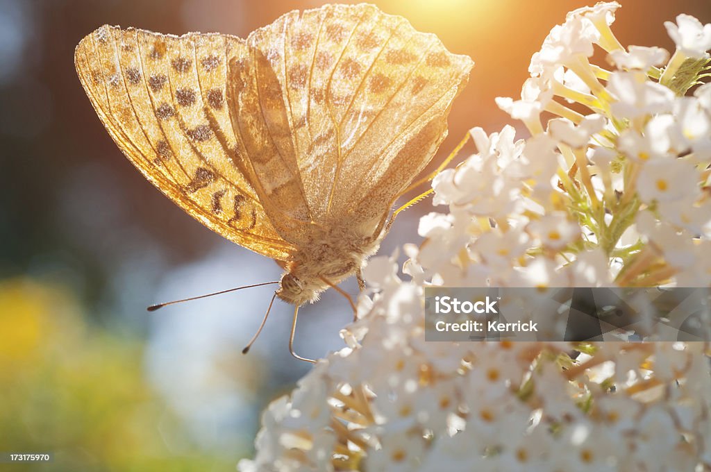 Queen of Spain Fritillary butterfly flower - Lizenzfrei Bestäuber Stock-Foto