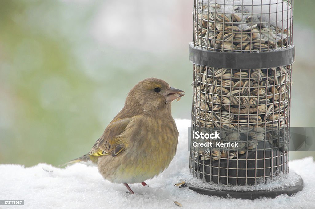 Junge greenfinch at bird feeder - Lizenzfrei Winter Stock-Foto
