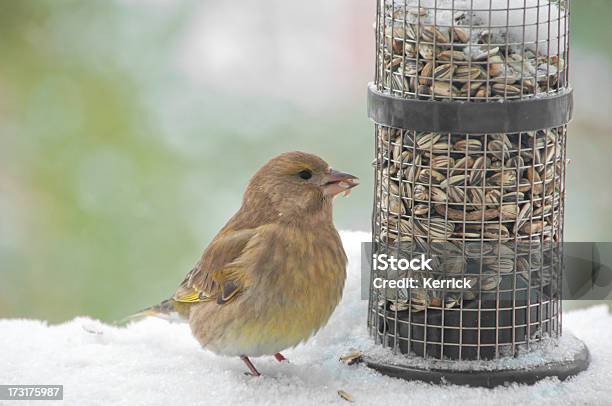 Junge Greenfinch At Bird Feeder Stockfoto und mehr Bilder von Winter - Winter, Vogel, Vogelfutterspender