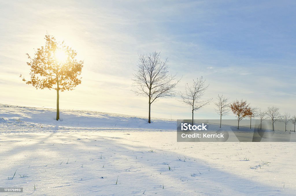 Junge Eiche in "winter sun" - Lizenzfrei Ast - Pflanzenbestandteil Stock-Foto