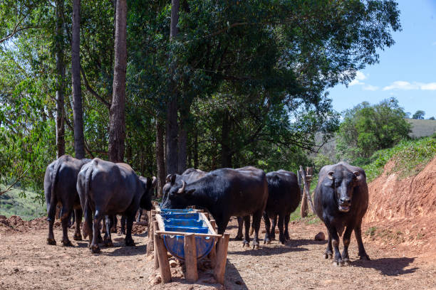 istock dairy buffalo cow on grass pasture. Minas Gerais, Brazil 1731771696