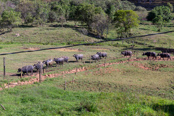 istock dairy buffalo cow on grass pasture. Minas Gerais, Brazil 1731771699