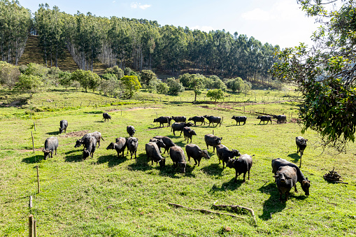 dairy buffalo cows on grass pasture. Interior of Minas Gerais, Brazil