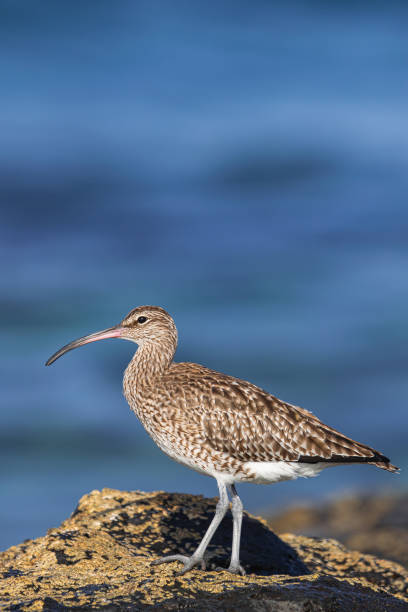 istock Eurasian curlew on rocks with moss 1731773917