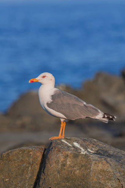 istock yellow-legged gull tanding on volcanic rocks 1731775014