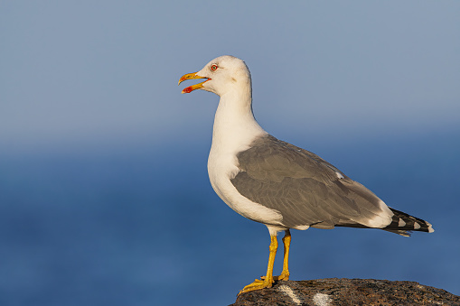 yellow-legged gull, (Larus cachinnans atlantis), with open beak, standing on volcanic rock, with Atlantic ocean and horizon background