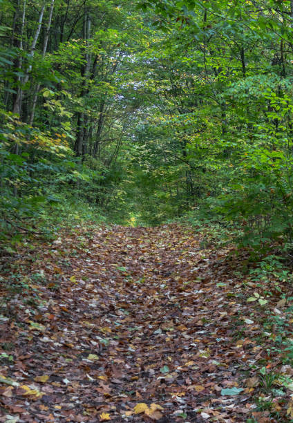 istock Leaf-covered path in autumn woodland 1731802123