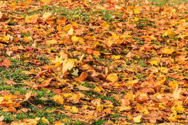 istock Background of the autumn maple leaves 1731803209