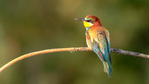 bee eater perching on branch in nature bee eater perching on branch in nature bee eater stock pictures, royalty-free photos & images
