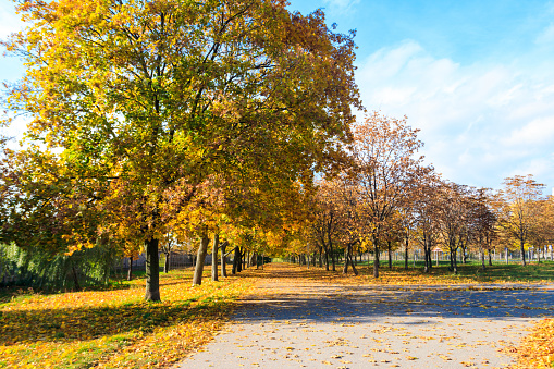 Alley with yellow maple trees in a city park at autumn