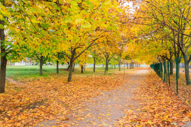 callejón con arce amarillo en un parque de la ciudad en otoño - 7655 fotografías e imágenes de stock