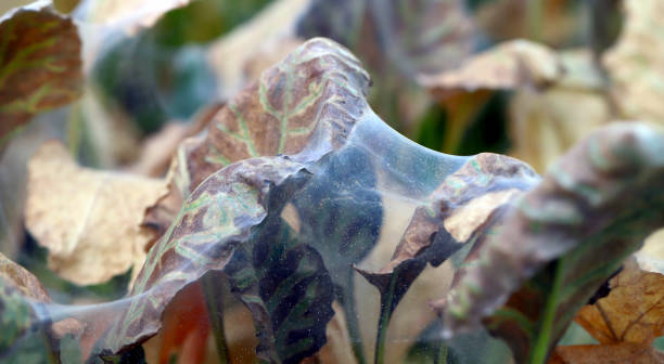 istock Red spider mite (Tetranychus urticae) pest infestation on leaves of sugar beet. 1731814046