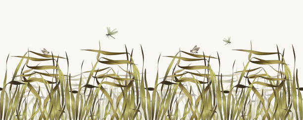 trawa. bezszwowy wzór suchej trawy z i ważką. akwarela ilustracja ziół. do projektowania tła, banera - dry landscape panoramic grass stock illustrations