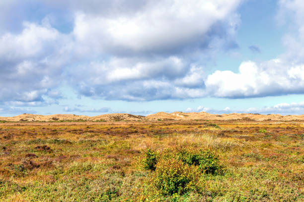Natural landscape with sand dunes covered with bushes and grass.