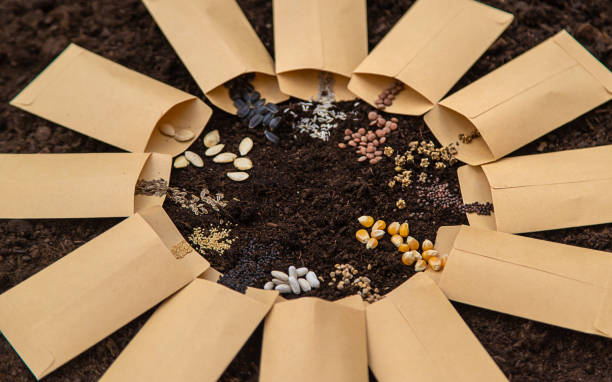 istock Sow different seeds in the garden. Selective focus. 1731829816