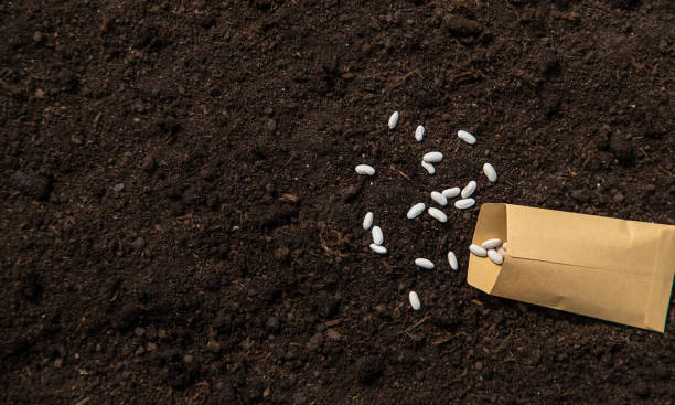 istock Sow bean seeds in the garden. Selective focus. 1731829838