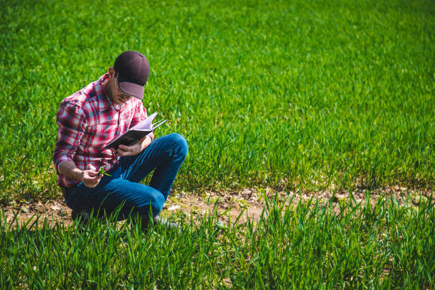 A man farmer checks how wheat grows in the field. Selective focus. Nature.