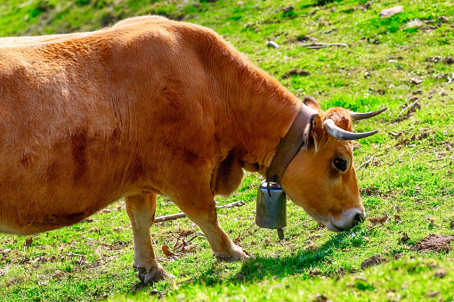 A high country Hereford bull standing in a paddock.