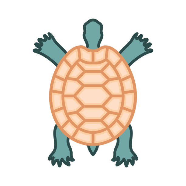 Rustic Turtle Drawing Top View 90+ Turtle Top View Stock Illustrations, Royalty-Free Vector Graphics ...