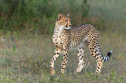 Cheetah walking alerted in savannah