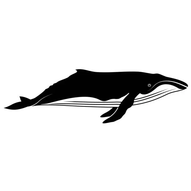 Vector illustration of Whale icon.