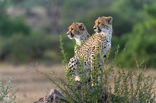 Young Cheetah (Acinonyx jubatus) walking and searching for prey in the late afternoon in Mashatu Game Reserve in the Tuli Block in Botswana