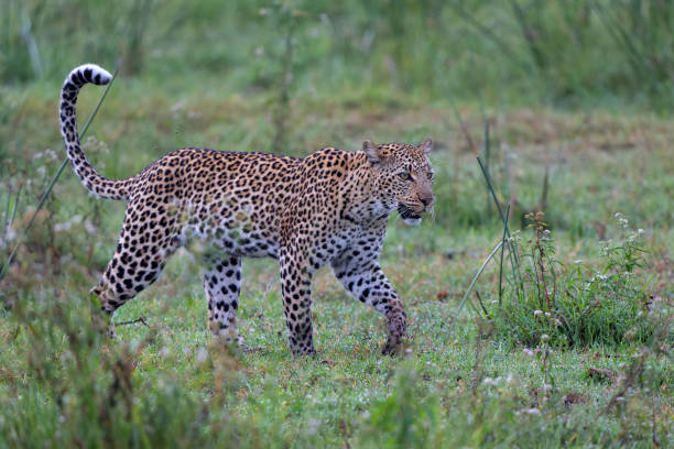 istock Leopard in the Okavango Delta in Botswana 1731845206