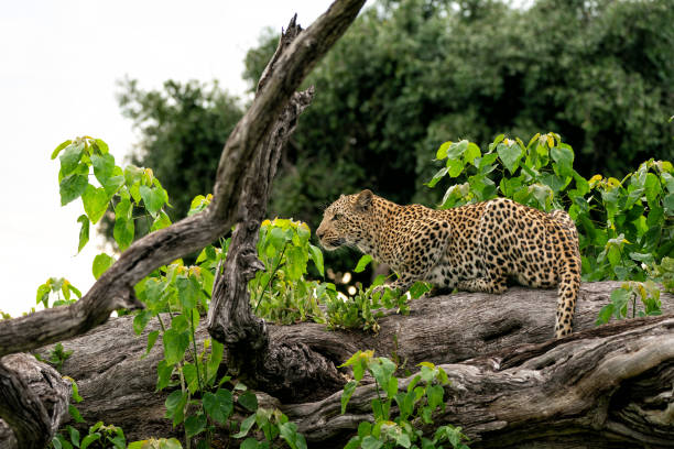 istock Leopard female in the Okavango Delta in Botswana 1731848638