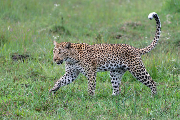 istock Leopard in the Okavango Delta in Botswana 1731850925
