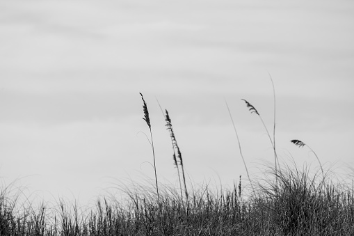Sand Dune in Black and White
