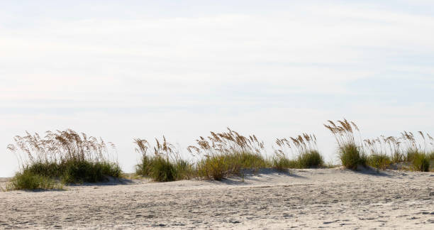 istock Sand Dunes at Pawleys 1731859555