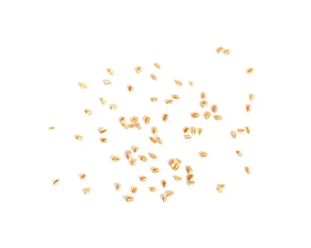 Wheat Grains Isolated, Scattered Barley, Dry Cereal Seeds for Bread, Spelta Healthy Organic Food, Wheat Grains Heap on White Background Top View