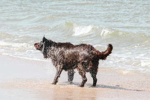 A dog shakes the water out of his fur on the beach