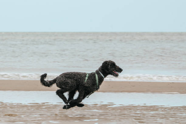 istock Giant poodle in profile running after a small ball on the beach 1731874159
