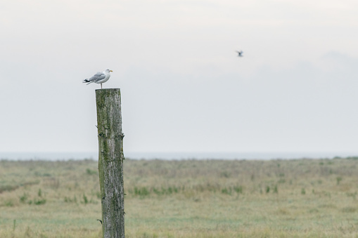 Seagull on a pole in hazy weather