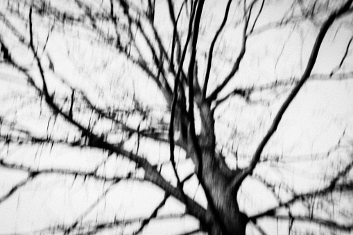 Blurry vibrating view of a trembling tree against white sky